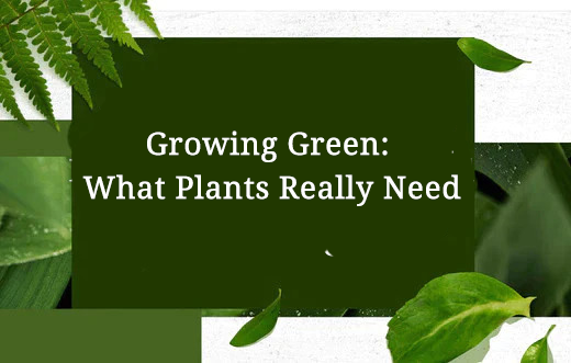 Growing Green: What Plants Really Need