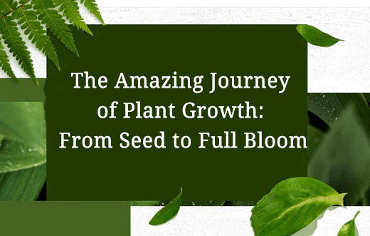 The Amazing Journey of Plant Growth: From Seed to Full Bloom