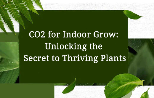 CO2 for Indoor Grow: Unlocking the Secret to Thriving Plants